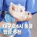 대구24시 야간응급연합동물병원 | 대구 24시 동물병원 추천 야간 응급실 고양이진료 한눈에 보기