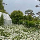 마호가니 이미지