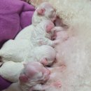 양평특수견 | 가정견 비숑숑아가 분양합니다.