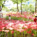 수 그린웨이 이미지