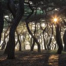 소나무 풍경 이미지