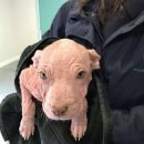 도도 동물병원 이미지