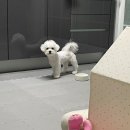 하이슈슈 이미지