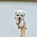 강아지분양 마이댕냥 일산점 | 이쁜 강아지분양 마이댕냥 일산점 일산