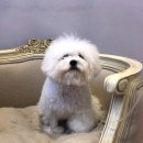 메르시동물병원 이미지