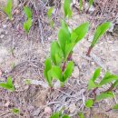 부활목장 이미지