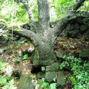 나무와 돌 이미지