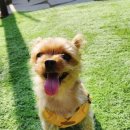 댕댕이샾 이미지