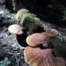 영지민박 이미지