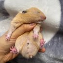 서로손병원 | 햄스터 손 타게 하는 법｜단계별 핸들링 방법 + 물림 겪은 현실 후기