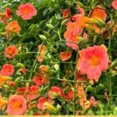 대성자동차마을 이미지