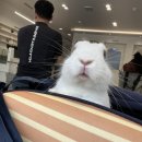 서동 동물메디컬센터 | 부산 토끼 동물병원 서동 메디컬센터 후기