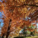 천년숲 | 🌳 경주 여행 코스 추천! 무료로 즐기는 힐링 공간 “경북 천년숲정원” 방문 후기🍂🍁
