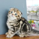 애니멀즈 강아지분양 고양이분양 천안점 이미지