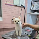 디디애견미용 이미지