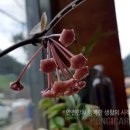 동이카센타 이미지