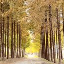 굴다리부분정비 | 에코트리 김해 시민의 숲 11월 방문후기 / 김해 가볼만한곳 / 단풍놀이 가을 산책