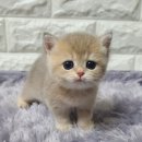 르샤보떼 이미지