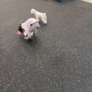 땅콩 애견유치원 이미지