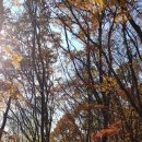 겨우살이 前 낙엽및 길청소 이미지
