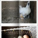 명지농원 이미지