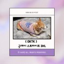 올굿데이 | [OKTK] 중·대형견 옷 웰시코기 3XL 사이즈 후기, OKTK 굿데이 스트라이프 착용기
