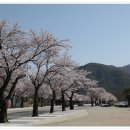 벚꽃길주유소 이미지