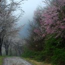 향-고향의 봄 이미지