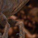 벨로시랩터 이미지