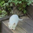 단지골 몽상가 이미지