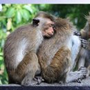 대형애견 이미지