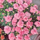 플라워엘 이미지