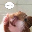 빵수니의 도브러브쿠키 도럽쿠 베이글샌드 여름 신메뉴 택배 후기