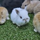 펫엔글라이더본점 이미지