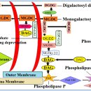 Re:Re:Phospholipid—the dynamic structure between living and non-living world 이미지