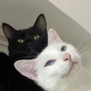 애정그루밍 이미지