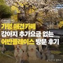 그냥좋은카페 | 가평 애견카페 어반플레이스, 추가요금 없이 뛰어놀기 좋은 벚꽃카페 후기