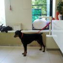 쁘띠퍼피 이미지