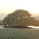 백마권역 이미지