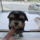 짱구애견하우스 이미지