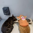 냥카페,루브 | 구조묘들의 따뜻한 쉼터 안산고양이카페, 냥카페루브 다녀온 후기