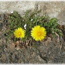 읍내2구 이미지