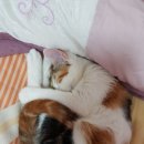 우다다 이미지