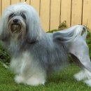 강동24시 SKY 동물의료센터 이미지