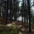 왕소나무집 이미지