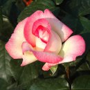 고천공원 이미지