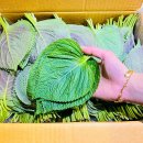 서진농장2 이미지