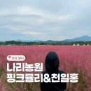 셀카정비 | 서울근교 경기도여행지 나리농원 천일홍 명소 후기 주차 입장료