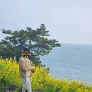 대륜동 돔베낭골 주차장 | ep : 354 제주 서귀포 유채꽃 새로운명소 JW가든 유채꽃밭 주소 JW 유채 파티가잰 정보 주차장안내