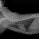 24시 글로리 동물병원 이미지